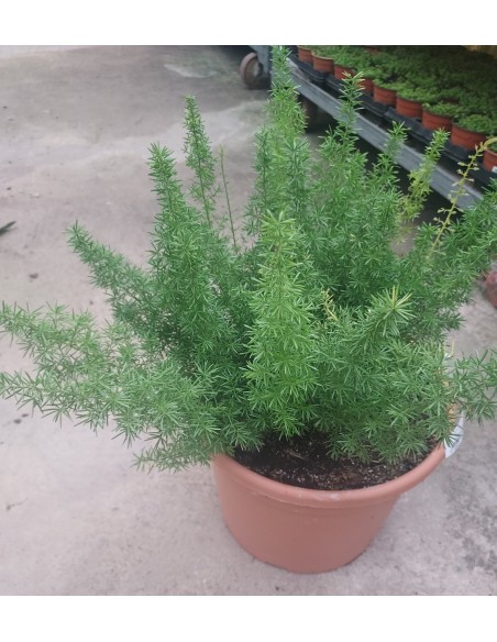 Comprar ESPARRAGUERA Meyeri online Barcelona | Flors Joan