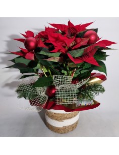 Comprar POINSETIA NAVIDAD online Barcelona | Flors Joan