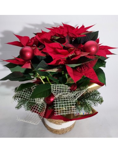 Comprar POINSETIA NAVIDAD online Barcelona | Flors Joan