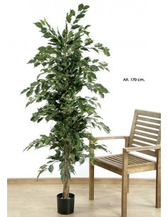 Ficus Benjamina de 1,70 m.
