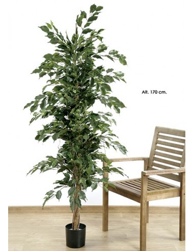Ficus Benjamina de 1,70 m.