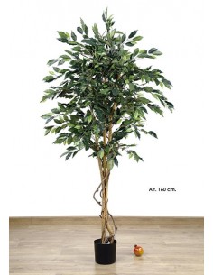 Ficus 1,60m altura
