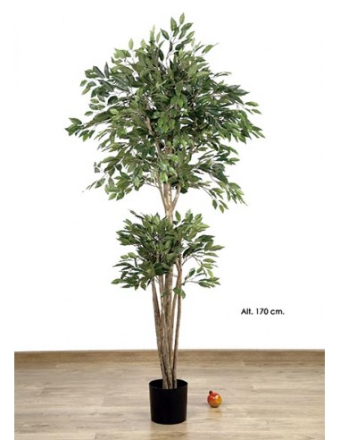 Ficus natasja de 1,70 cm. altura