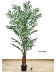 Areca de 2,40m. altura