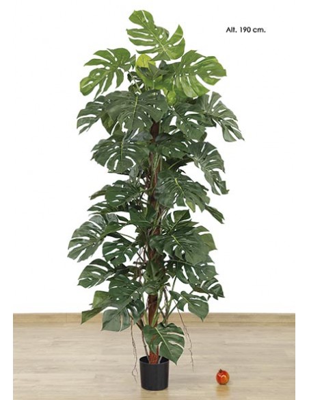 Comprar Monstera de 190 cm online Barcelona | Flors Joan
