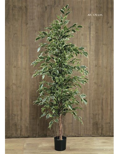 Ficus exótica variegata 170 cm