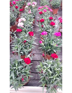 Comprar Clavellina ( 15 unidades ) online Barcelona | Flors Joan