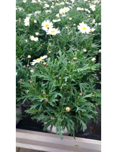 Comprar Margaritas ( 8 unidades ) online Barcelona | Flors Joan