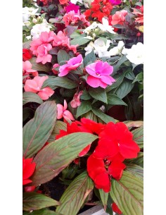 Comprar Alegría Guineana ( 8 unidades) online Barcelona | Flors Joan