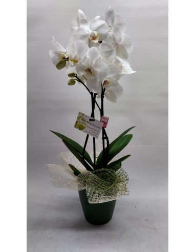 Planta de Orquídea  Pla de l´Estany