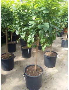 LIMONERO 1.50 M.
