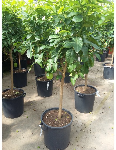 LIMONERO 1.50 M.