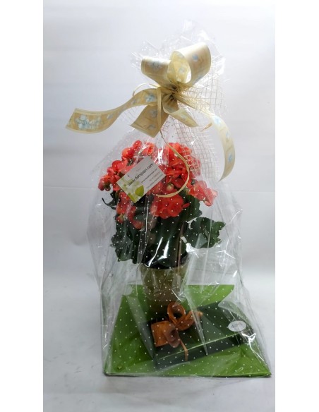 BEGONIA AMB BOMBONS