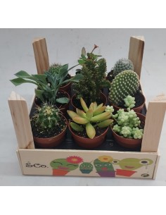 Comprar Pack madera 5’5 online Barcelona | Flors Joan