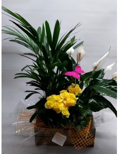 Comprar CESTA DE PLANTAS PEKIN online Barcelona | Flors Joan