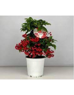 Comprar ARDISIA online Barcelona | Flors Joan