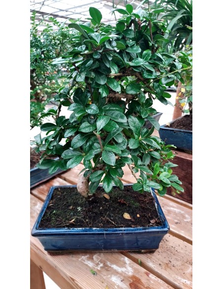 BONSAI 10 ANYS CARMONA MICROPHYLLA