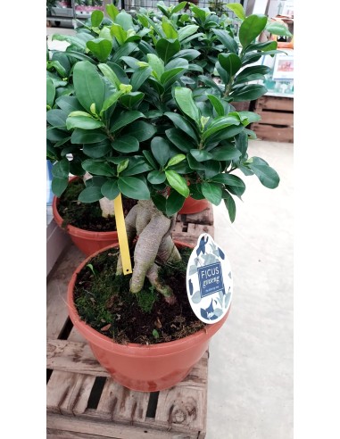 Bonsai Ficus Ginseng M 30