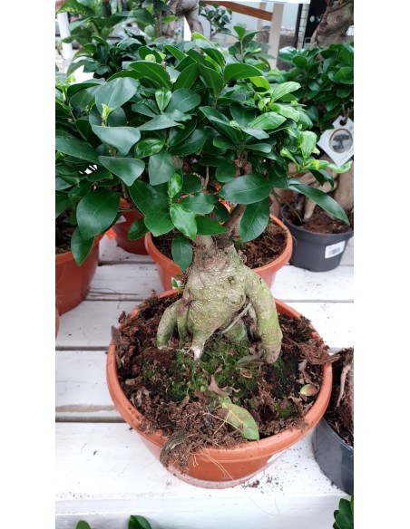 Comprar Bonsai Ficus Ginseng M 30 online Barcelona | Flors Joan