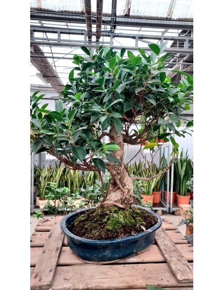BONSAI 17 ANYS FICUS RETUSA