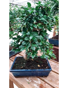 BONSÁI 8 ANYS FICUS RETUSA