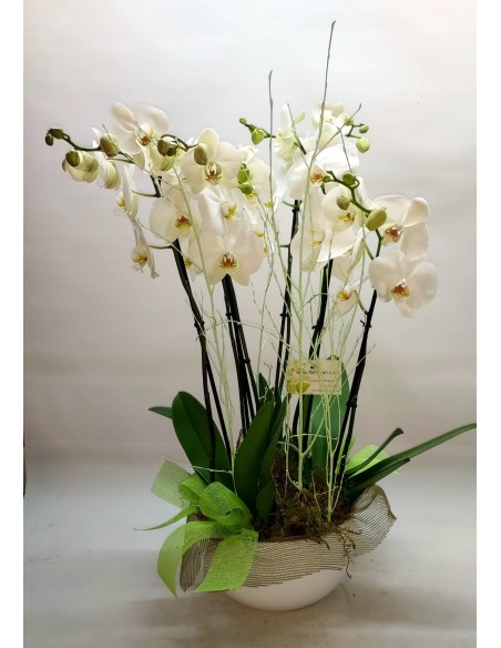 Comprar ORQUÍDEAS BLANCAS CON MACETERO online Barcelona | Flors Joan